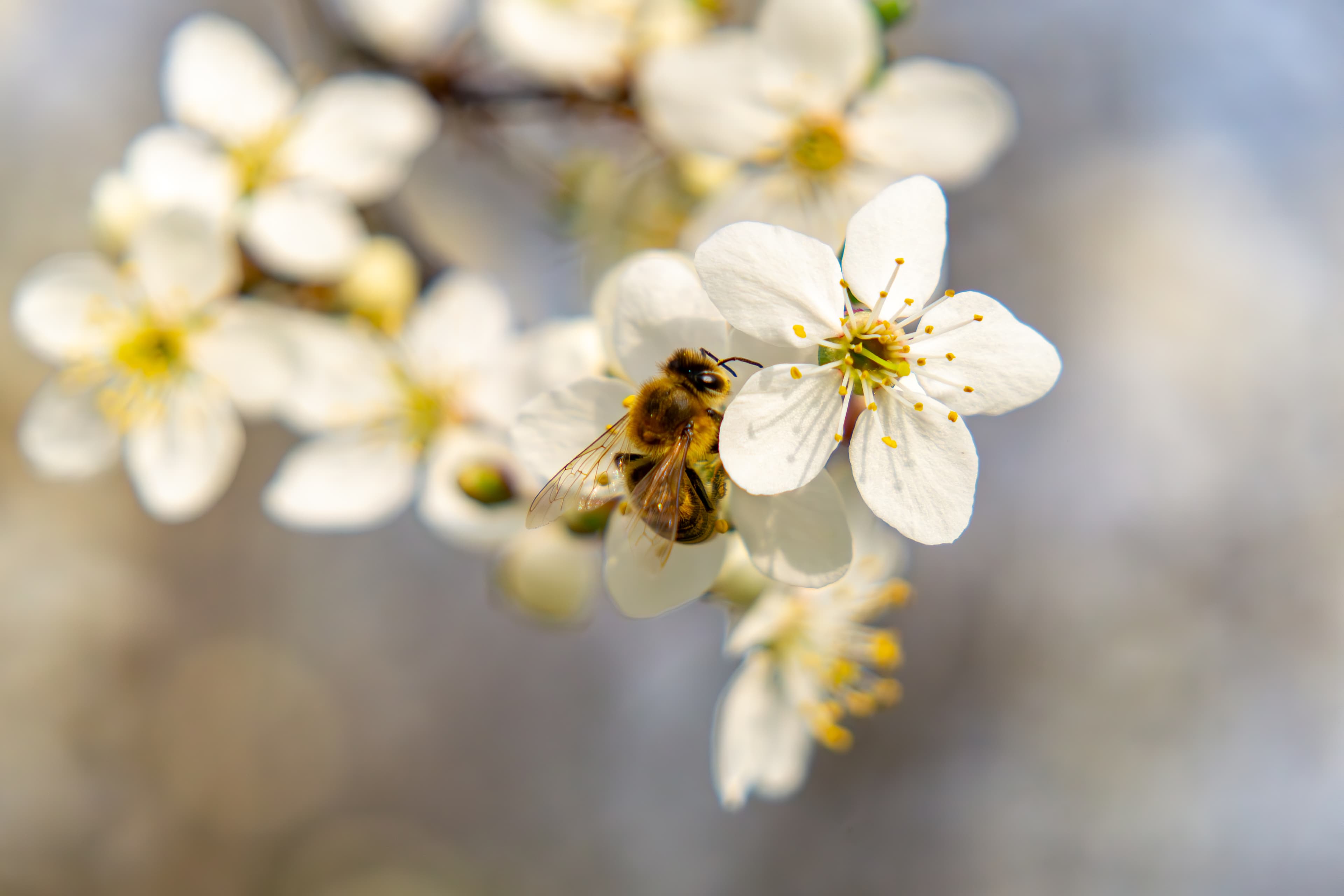 AI development in agriculture